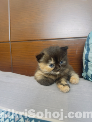 Persian female cat kitten